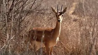 רילוקיישן לרמת הגולן: תקווה חדשה לצבי הארצישראלי הנכחד?
