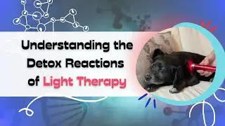 Your Pet's Wellness: Understanding Detox Reactions with Red Light Therapy