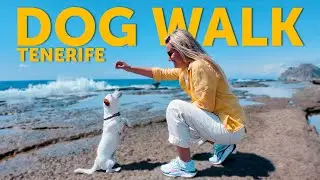 LIVE:  Dog Walk in Tenerife