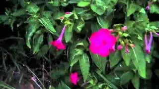 Hummingbird Moth aka Hawk Moth Fastest Flying Insect