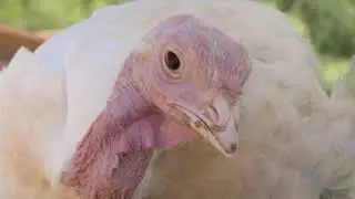 Cultivating ~ Stories from the Freedom Farm
