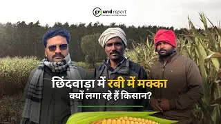 Climate crisis hits MP's maize belt, Chhindwara