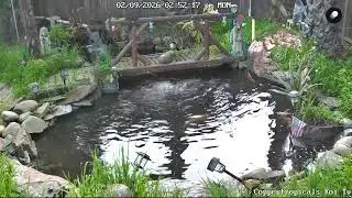 Koi Tv Live - Koi pond, #ASMR waterfall sounds and lights