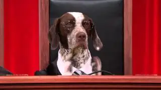#RealAnimalsFakePaws
