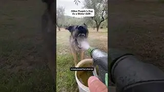 Other People's Dogs Vs My Dog 😂 (pt.38) #shorts #dog
