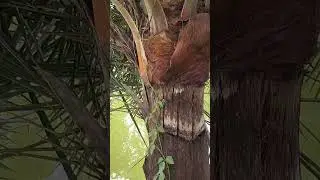 ছোট খেজুর গাছে খেজুর | Dates on a Small Date Tree