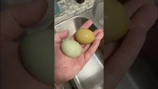 Two different egg colors from the same chicken 🥚