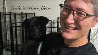 Dog Training Using Recallers Games Is A Way of Life