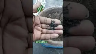 Fertilizing Litchi Plant With My Magical Fertilizer 👌😎😍❤🌱🌿 #short #motivation #garden #litchi #like