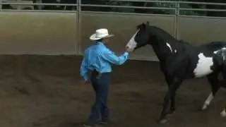 Halters for the Real Horseman