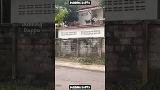 Alert Boyz 🤣 #funny #cat #shorts #dog #shortsfeed #animals #dubbingdappa #catvideos #dogshorts #pet
