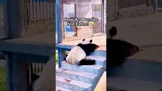 How Are Pandas Not Extinct 😭