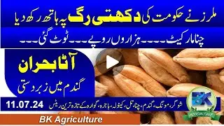 Wheat issues today | Sugar rate l Atta supply today stop | Chana further down | sugar price up | BK