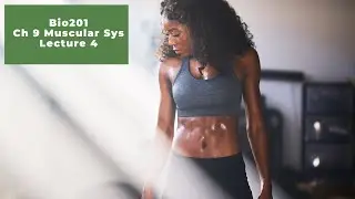 Bio 201 Ch 9 part 4 - Muscular System