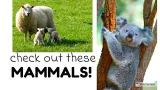 K12 Science Lesson 4.5 Mammals