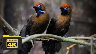FLUFFY-BACKED TIT-BABBLER CALL | BIRDS OF BORNEO | YCLEE PHOTOGRAPHY