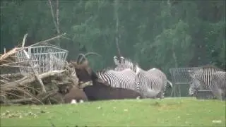 Safaripark Beekse Bergen - Wandelsafari