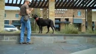 Riley in public - Redeeming Dogs - Dog training