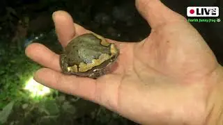 Boing boing frog frog video funny | Haha funny frog | Toad funny jump and big frog funny | part 96