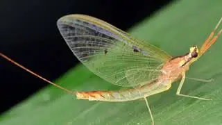 [Mayfly Insects] Are Mayflies Dangerous? What are mayflies good for?
