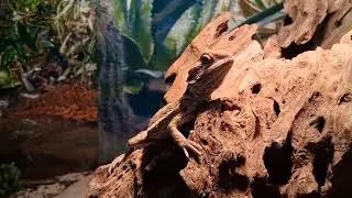 Discovered that little Draco loves music.