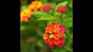 Stay Green All Summer: 6 Heat-Tolerant Plants For Your Garden