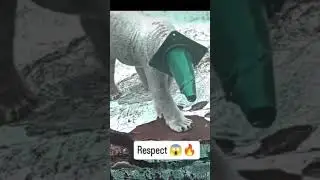 respect animals 🔥#attitudestatus  #Shorts