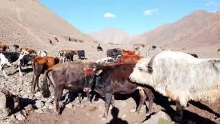 Most powerful Mountain Yak vs Bulls Meeting  ||Yak vs cow||