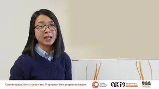 How does pregnancy begin? - English