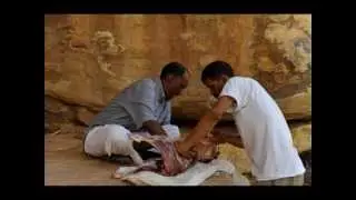 Sahara : l'Amatlich ,