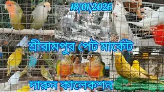 Current Exotic Birds Price Update 🦜 Shrirampur Pet Market 🦜 18/01/2026🐦 দারুন কালেকশন 🦜