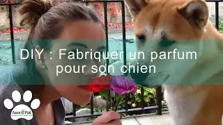 Parfum pour chien ou chat | Assur O'Poil