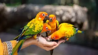 Parrot Stars! The Unlimited parrot Store Tour | Easy to build dream bird farms |  @RahatZoo-i7n 