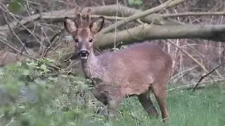 Natuurgebied Dubbroek Maasbree deel 1