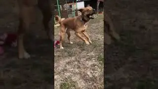 🐾Doby🐾 1,5 Jahre - Labbimix-R&uuml;de🐾