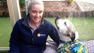 Northshore Pet Resort Virtual Tour