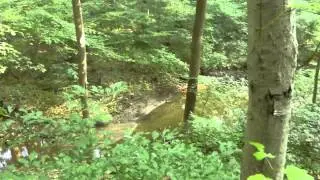 View from lookout in forest, Bryan's Field Trail, White Clay Creek State Park -- Aug. 10, 2014