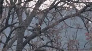long tail bird..sound