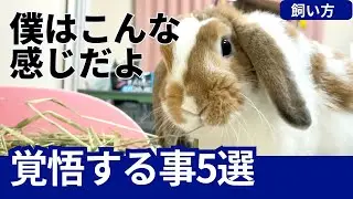 【うさぎ飼い方】これから赤ちゃんロップイヤーのお迎え考えてる人が覚悟する事5選