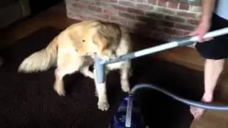 Vacuuming the Dog