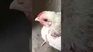 broiler chicken farming || #chicken #trending #shorts