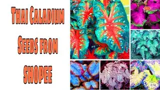 Thai Caladium Seeds from SHOPEE