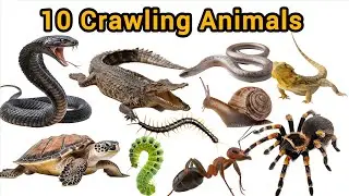 10 रेंगने वाले जीव सीखें | Learn 10 Crawling Animals Names English for Nursery Kindergarten