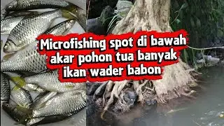 MANCING DI BAWAH AKAR POHON BANYAK IKAN WADER BESAR-BESAR EDUN MASCUY‼️ EDUN GACOR‼️