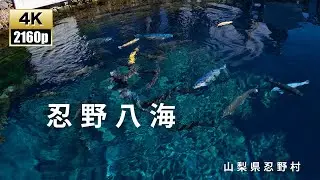 富士山の伏流水「忍野八海」　　superb view of japan.