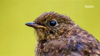Relax with this beautiful Robin birdsong video. Images are is full HD 1080P
