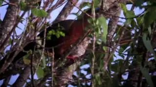 Sickle-winged Guan, El Dorado Lodge, www.ecoturs.org