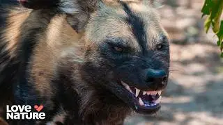 African Wild Dogs vs Croc | Wild Dogs: Running With The Pack 102