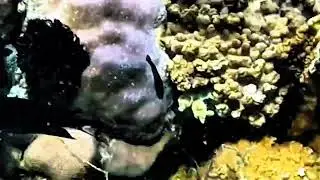 🫧🤿A magical reef in the Flores Sea &mdash; bursting with color, life, and pure underwater magic🤿