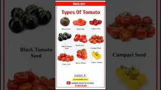 Learn English Vocabulary | Types of Tomato 🍅 | English Learning for Beginners